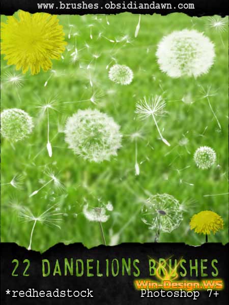 Dandelions and Seeds Brushes
